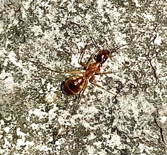 Camponotus festinatus