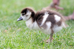 Alopochen aegyptiaca