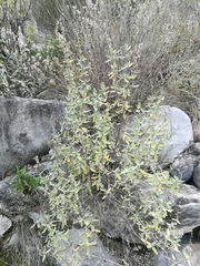 Salvia coulteri