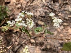 Ageratina paupercula