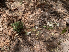 Ageratina paupercula