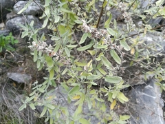 Salvia coulteri