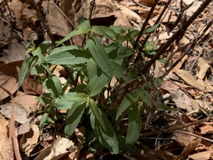 Ageratina paupercula