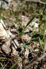 Trigonella spicata
