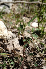 Trigonella spicata