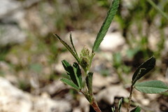 Trigonella spicata