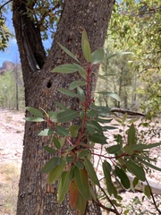 Arbutus arizonica