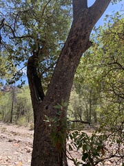 Arbutus arizonica