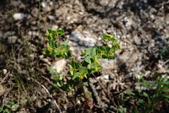Euphorbia taurinensis