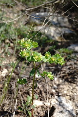 Euphorbia taurinensis