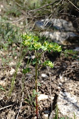 Euphorbia taurinensis