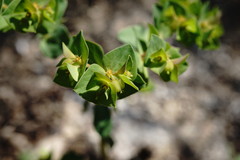 Euphorbia taurinensis