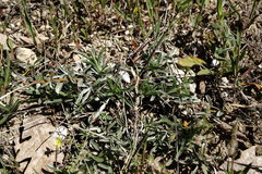 Convolvulus holosericeus