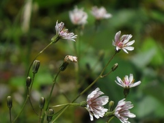 Crepis froelichiana dinarica