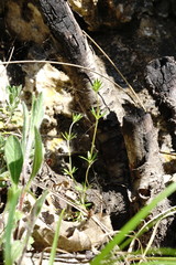 Galium tenuissimum
