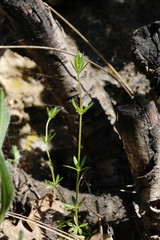 Galium tenuissimum