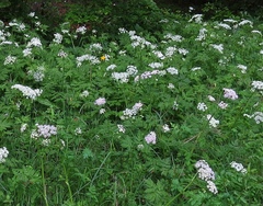 Chaerophyllum hirsutum