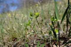 Euphorbia taurinensis