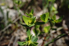 Euphorbia taurinensis