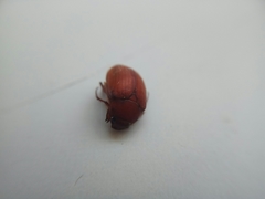 Maladera insanabilis