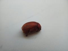 Maladera insanabilis