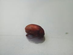 Maladera insanabilis