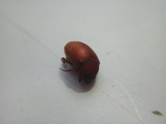 Maladera insanabilis