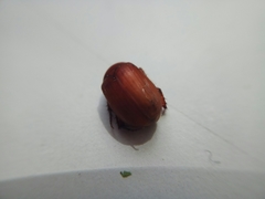 Maladera insanabilis