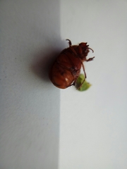Maladera insanabilis