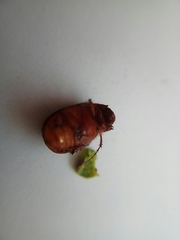 Maladera insanabilis
