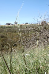 Stipa pontica