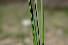 Stipa pontica