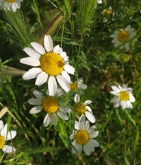 Anthemideae