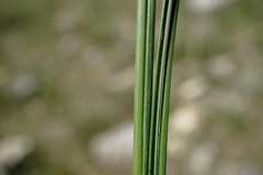 Stipa pontica