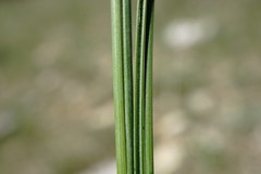 Stipa pontica