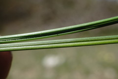 Stipa pontica