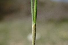 Stipa pontica