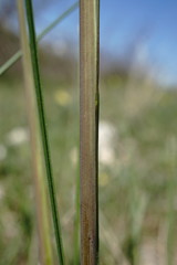 Stipa pontica