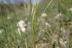 Stipa pontica