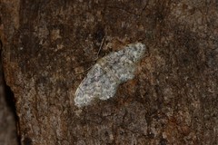 Idaea inquinata