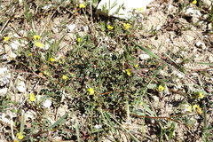 Hippocrepis ciliata