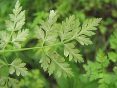 Plasmopara chaerophylli