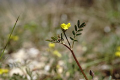 Hippocrepis ciliata