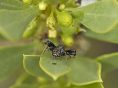 Xysticus thessalicoides