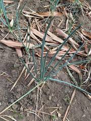 Allium cepa aggregatum