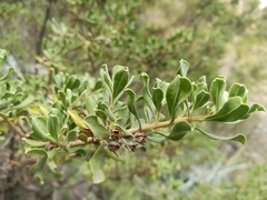 Leucophyllum langmaniae