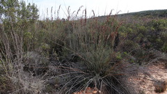 Rhodocoma arida