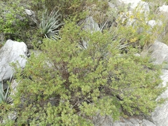 Leucophyllum langmaniae