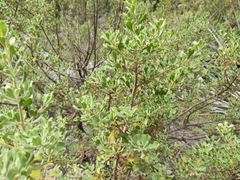 Leucophyllum langmaniae