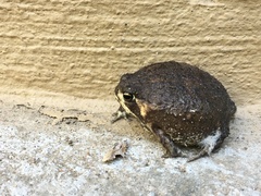 Breviceps passmorei